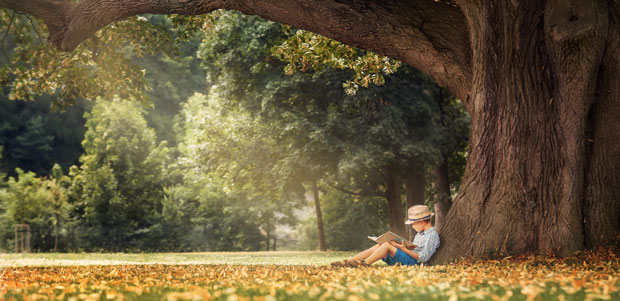 Gedichte lesen unter einem Baum - Baumgedichte