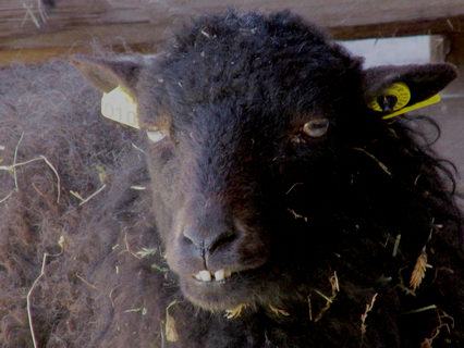 Schwarzes Schaf Solea P Literatpro