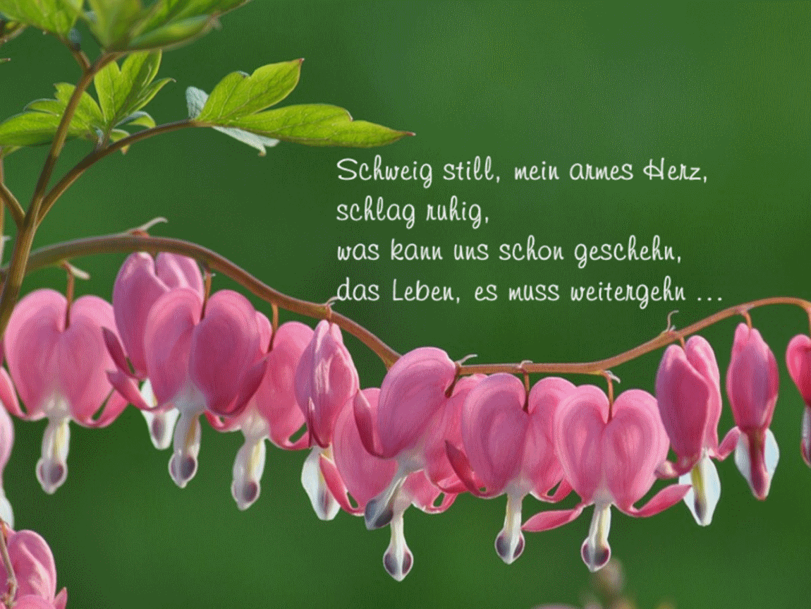 Schweig still, mein armes Herz Annelie Kelch LiteratPro