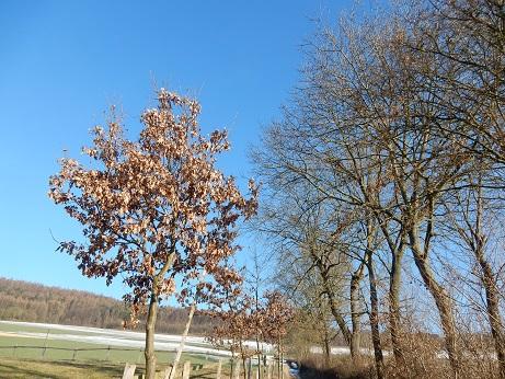 Die Eiche Im Winter Sigrid Hartmann Literatpro