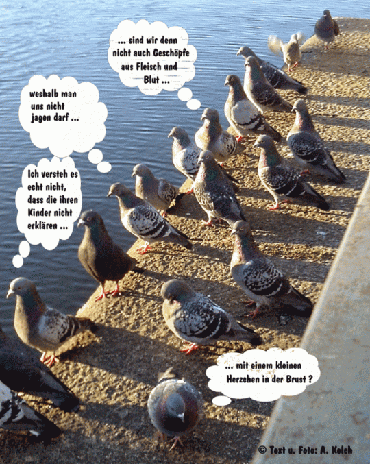 Dialog unter Tauben (Cartoon) Annelie Kelch LiteratPro