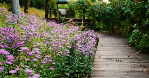 Bild zeigt einen Garten und einen Weg